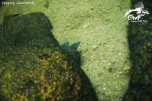 P.longirostris in the nature. Photo by Gregory Quartarollo