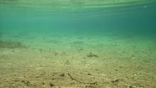 R.pigus под водой этого озера. Фото Алексея Малышева