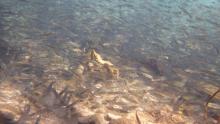 R.ochridanus (у дна) в компании с другими карповыми. Один из каналов, соединенный с Охридским озером. Фото Алексея Малышева