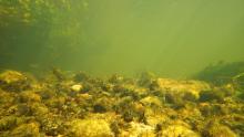 Подводная часть биотопа ручьевой форели. Фото Алексея Малышева
