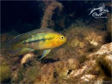 N.aureocephalus in the nature. Photo by Hadrien Lalaghe. https://www.facebook.com/guyanewildfish/ Печатается с разрешения
