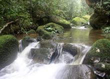Природный биотоп. Борнео. Штат Сабах. Фото Вячеслава Вериги