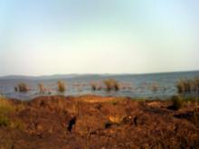 Озеро Болонь. Береговую зону облюбовали касатки-крошки. Из видео Алексея Малышева.