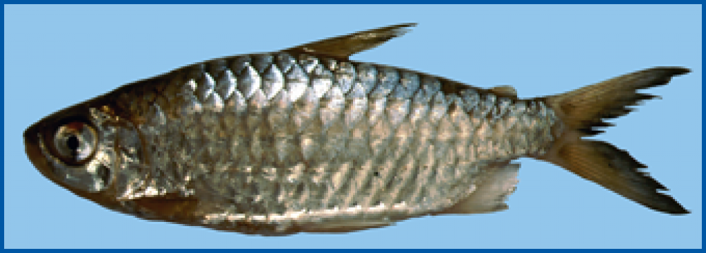 Brycinus nigricauda