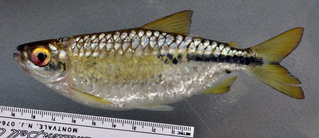 Brycinus opisthotaenia