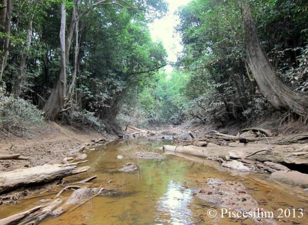 Clarias teijsmanni (Клариас тьюсманна) ВСЕ О ПРЕСНОВОДНЫХ РЫБАХ