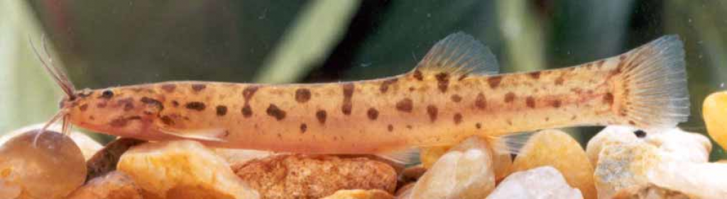 Trichomycterus pantherinus (Трихомиктерус пантерный) ВСЕ О