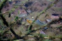 P.latippina in the wild. Photo by Derek Wheaton. Печатается с разрешения автора