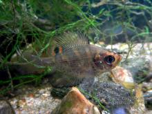 C.macropterus in the wild. Photo by Derek Wheaton. Печатается с разрешения автора