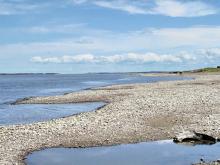 Река Амур - типичное местообитание касатки плеть Фото Лукиной Елены.