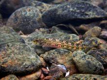 E.blennioides in the wild. Photo by Derek Wheaton.