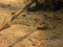 E.nigrum in the wild. Photo by Derek Wheaton. Печатается с разрешения автора