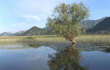 Биотоп обитания вида. Озеро Шкадар