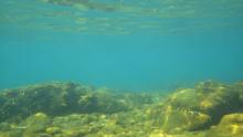Охридское озеро, Македония - одно из местообитаний Балканского барбуса.