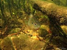 L.gibbosus in the wild. Photo by Derek Wheaton. Печатается с разрешения автора