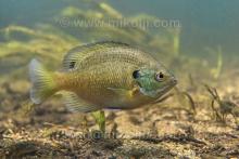 Lepomis macrochir in the wild. Foto by Ivan Mikolji. Печатается с разрешения автора