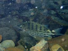 M.cancellatus in the nature. Photo by Steve Sun