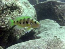 N.sexfasciatus in the nature. Photo by Hans van Heusden. Печатается с разрешения автора