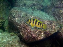 N.sexfasciatus in the wild. Photo by Anton Lamboj. Печатается с разрешения автора