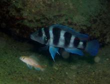 N.tetocephalus in the nature. Photo by Anton Lamboj. Печатается с разрешения автора