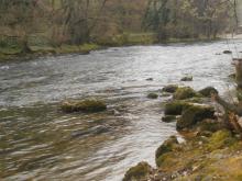 Природный биотоп обитания. Река Вардар, Македония. 