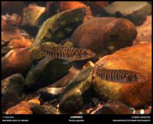 P.carpodes in the nature. Photo by Derek Wheaton. Печатается с разрешения